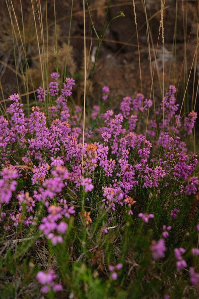 paarse bloemen