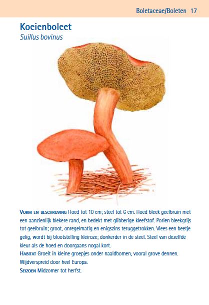 Paddenstoelen Compactgids