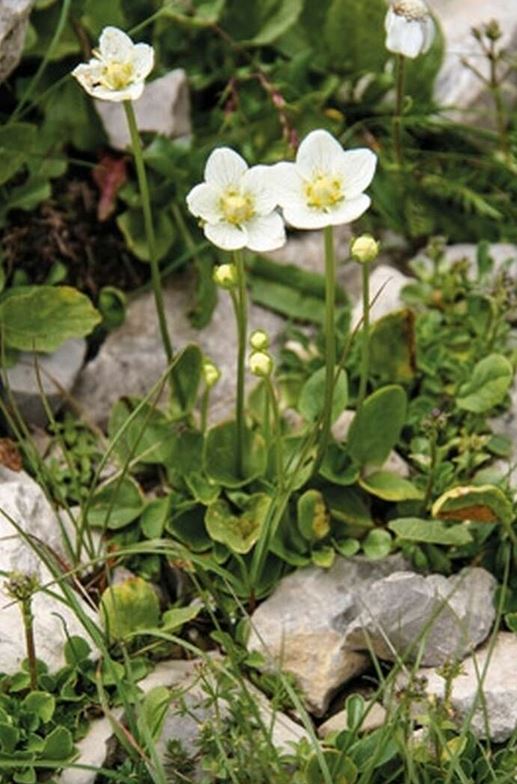 JTC001-Alpine-Flowers.JPG