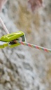 Kinglet 9,2mm x 80m
